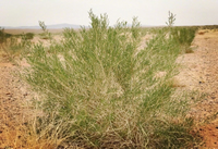 ����ɭ��������ô���� Ϊʲô����ɭ����ʱ��-��׿��Ѷ�� title=