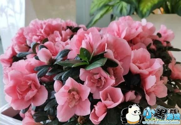 小米9拍照效果实用评测小黑游戏 小米9拍照效果实用评测小黑游戏