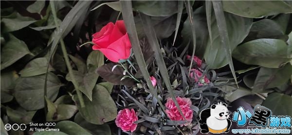 iQOO����Ч��ʵ������С����Ϸ