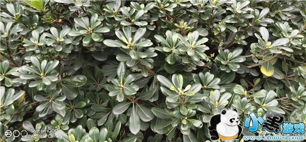 iQOO����Ч��ʵ������С����Ϸ