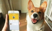 ֧����app���������뷽���̳�