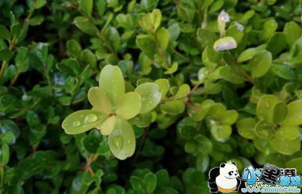 ����Note7�ͺ���6Pro����Ա�ʵ������С����Ϸ