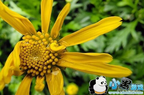 vivo X27拍照效果实用评测小黑游戏 vivo X27拍照效果实用评测小黑游戏