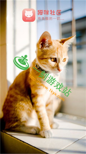 ƻ����è�������޷�ͨ��Ӧ��-è������ios��