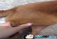 �������洫������ʲô-�������洫����ԭ����