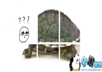 �����ڹ�ƴͼͼƬ-�ڹ����ŷֿ�ͼ-�����ڹ�ֽ�ͼƬ