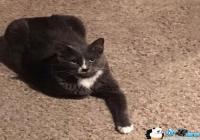 �ȳ�����ͷ�����