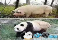 ����������èͼƬ