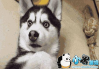 ������ʲ��˼-��������ʲô��-��������˭˵��