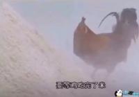 �����ȼ������ױ����-�����ȹ�����������