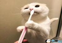 ��������ȳ�ͷ��-��������ȳ�ͷ������