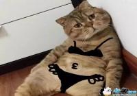 �����ɰ��ȳ�ͷ��-�����ɰ��ȳ�ͷ������