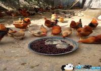 һȺ���Գ�����ͼƬ-��һ��ι��������