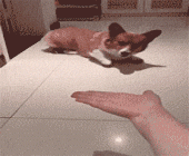 �Ժ�ɵ������̬�����-�����Թ���ɵ��������