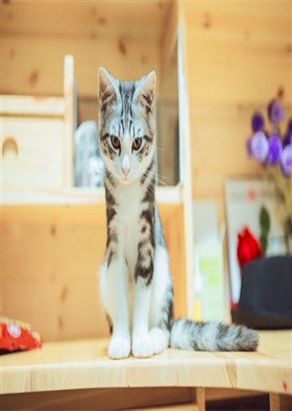 ��ʺ�ٵ��������׻��Ƴ�������������Ϸ