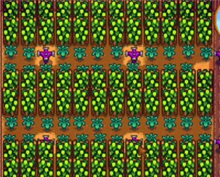 ��¶������ơ�ƻ������ ��¶�������淨����