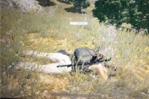 ��������servers are too busy paease try again later��ô��/��ô���