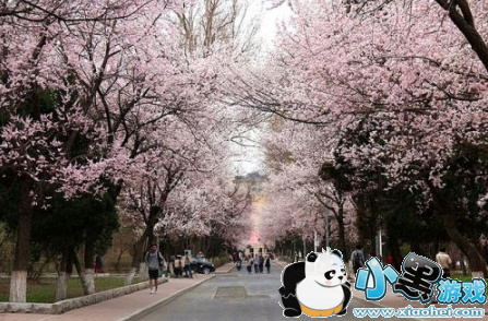 2019武汉大学樱花节门票多少钱 武汉大学樱花节攻略 2019武汉大学樱花节门票多少钱 武汉大学樱花节攻略