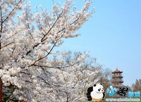 2019武汉大学樱花节预约时间地址 仅13-20天左右 2019武汉大学樱花节预约时间地址 仅13-20天左右