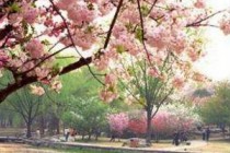 �人��ѧӣ����ʼ�ͽ���ʱ�� 2019���人ӣ����ʱ��