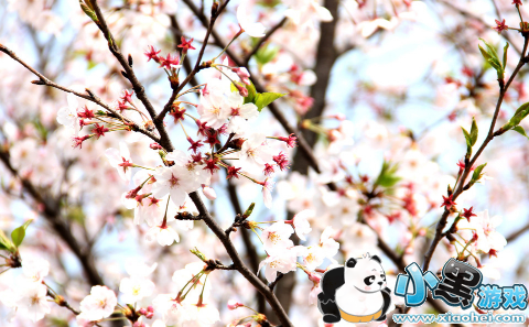 2019武大樱花开了吗 2019武大樱花什么时候开放 2019武大樱花开了吗 2019武大樱花什么时候开放
