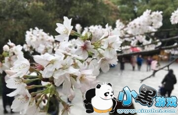 武大樱花赏樱时间 游客入校赏樱需提前3天预约 武大樱花赏樱时间 游客入校赏樱需提前3天预约