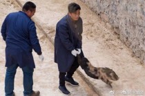 ����ǿ����ץ������ô����/�ĸ���Ŀ�� ����ǿ����ץ�����ڵز�������ʯ�ٴ�����