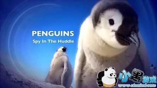 BBC纪录片造假是怎么回事/哪几部是假的 BBC纪录片造假原是自家拆穿 BBC纪录片造假是怎么回事/哪几部是假的 BBC纪录片造假原是自家拆穿