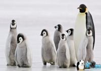 ��Ʒֻ�������زģ� ��Ѷ��Ȼ���Ǹ���Ѷ