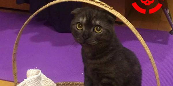 ĳ��ҵ���Ϸ�浵�����Լ�èɾ�� ������Ц����ָ�