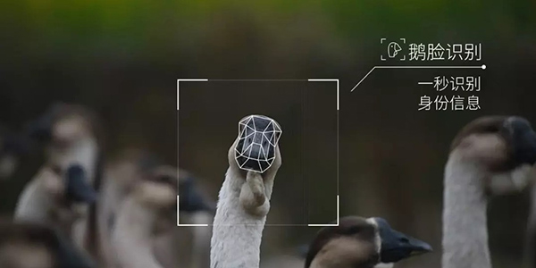 �����쳧֮�� ��Ѷ������ʼ���� ���û�Աÿ�»��쵽һֻ