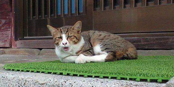 è�������һ�ڣ��������ԣ����ţ�