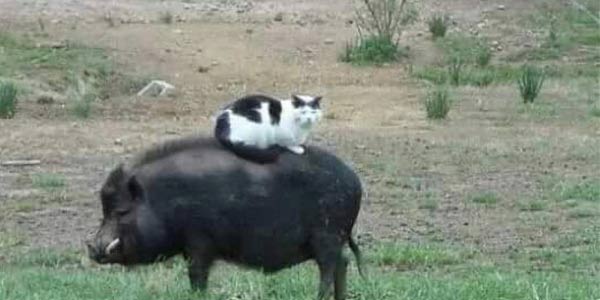 ���һ�����죬ɳ���ְ����ٴ������ǳ�