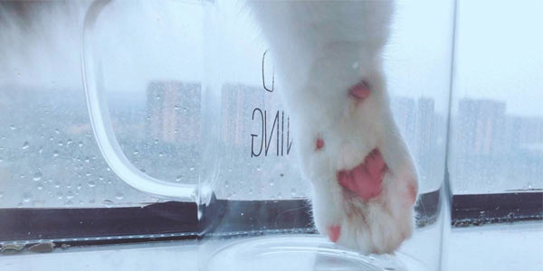 һ����ظ���ÿ����һ��èצ��������һֻСè��ʧȥjio