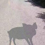 ս��֮�У���ʵ���Ҷ�ֻ������ͨ����һ��