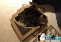 ��Զ�ͯ��������Laboȴ�����������Զ��淨ˢ����