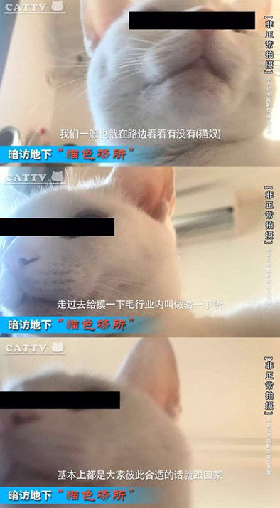 ������è������ʲô��?������è�������ģ�