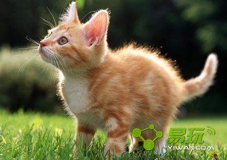 �ĸ����ҵ���Ф����è �嶥���𰸻��ܽ���