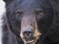 �ɳ���δ��ȫ�����Ŀ� �ɳ���δ��ȫ�������Ķ���ַ