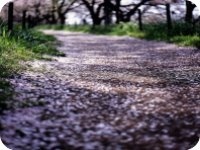 ���̰��ϻ�����ȫ�������Ķ����   �������ų���������С˵ȫ�������