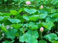 1183������ȫ���Ķ���� 1183С˵ȫ�������