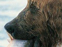 ��˼����֮��С˵�����½������� ��˼����֮�������½��Ķ���ַ