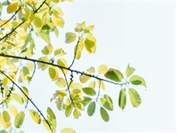 �˱���������ֽ��ȫ�������½������Ķ���ַ