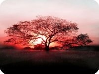 ���Ź�����С˵ȫ�������   ��������������ȫ���½��Ķ����