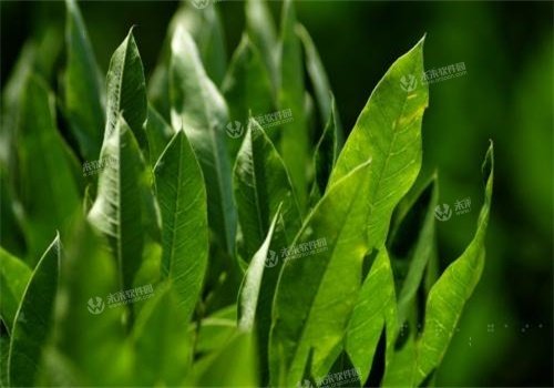 1183����Ĭ����С˵ȫ���½������Ķ���ַ