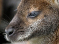 �ԹԴ����Ұ������½������� �ԹԴ����Ұ������½��Ķ���ַ