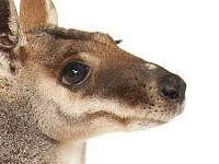 ��ϯ����ǰ��������������½������� ��ϯ����ǰ��������������½��Ķ���ַ