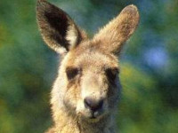 ˼�Ϲ�˼Զ����ȫ���ѳ� ˼�Ϲ�˼Զ����ȫ�½�VIP�Ķ���ַ