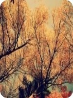 ��˯ָ��С˵ȫ�������   ��������Ω���������Ķ����