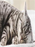 �������Ը��������С˵ȫ������½������Ķ���ַ